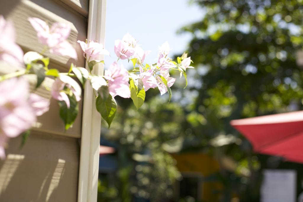 Jaco Lodge Quiet Place (Adults Only) Екстериор снимка